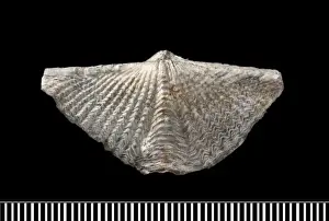 Mucrospirifer, a fossil brachiopod