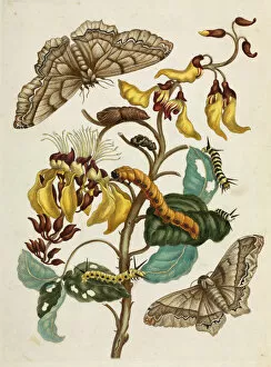 Lepidoptera Collection: Mucuna with insects in different life stages