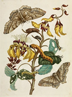 Pupa Collection: Mucuna with insects in different life stages