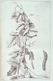 Legume Prints: Mucuna pruriens, velvet bean