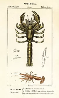 Lobster Collection: Mud lobster and mud shrimp