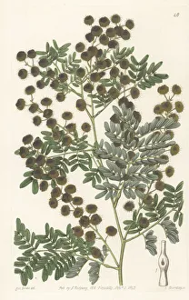 Queensland Prints: Mudgee wattle, Acacia spectabilis