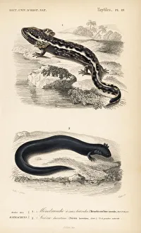 Aquatic Gallery: Mudpuppy and greater siren