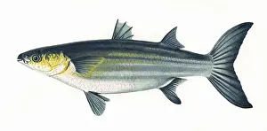Cephalus Prints: Mugil cephalus, or Flathead mullet