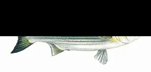 Mullet Prints: Mugil chelo, or Lesser Grey Mullet
