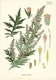 Herbal Gallery: Mugwort, Artemisia vulgaris