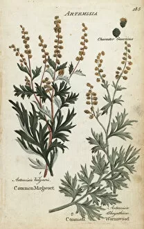 Absinthe Gallery: Mugwort, Artemisia vulgaris, and wormwood