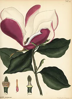 Henry Andrews Prints: Mulan magnolia, Magnolia liliiflora