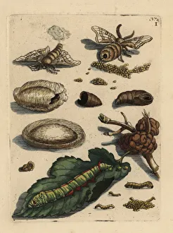 Bombyx Collection: Mulberry leaf and silkworm, Bombyx mori