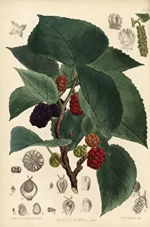 Mulberry Prints: Mulberry, Morus nigra