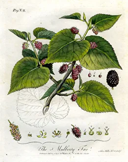 Mulberry Prints: Mulberry Tree