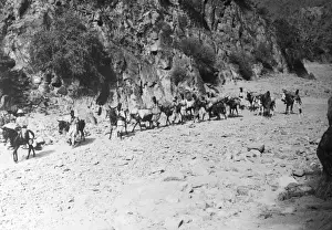 Tripoli Prints: A Mule Caravan