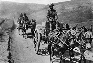 Mule carts of the Indian transport service during WWI