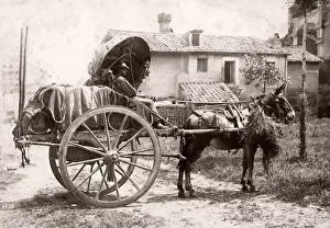 Mule pulling a farm cart, wine, cart, Italy