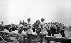 Mules Prints: Mule transport for supplies, East Africa, WW1
