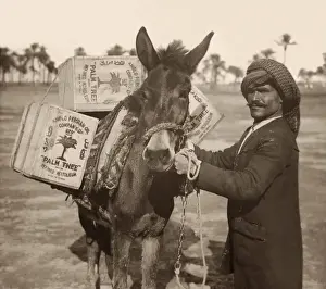 Transporting Prints: Mule transports Kerosene in Iraq