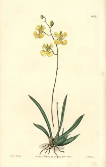 Sydenhamedwards Prints: Muleear orchid, Tolumnia guianensis