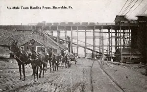 Props Prints: Mules hauling props, Shamokin, Pennsylvania, USA