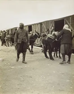 Selcuk Prints: Mules loaded onto a train - Selcuk, Turkey