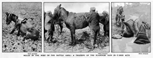 Mules rescued from the mud, 1917