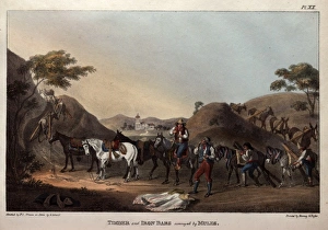 Andes Gallery: Mules with timber and iron bars, Chile, South America