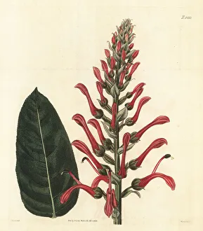 Weddell Prints: Mullein-leaved lobelia, Lobelia tupa