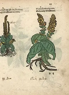 Nigrum Prints: Mullein, Verbascum album foemina, and dark