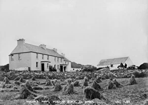Corn Collection: Mullins Farm, Port-Na-Blagh, Co. Donegal
