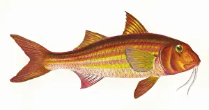 Fins Prints: Mullus surmuletus, or Striped Red Mullet