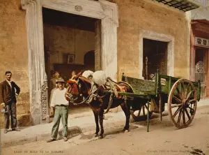 Un mulo de la Habana