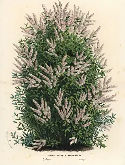 Multi-flowered crenate deutzia, Deutzia crenata flore pleno