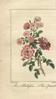 Pancracebessa Prints: Multiflora rose, Rosa multiflora, and Rose panachee