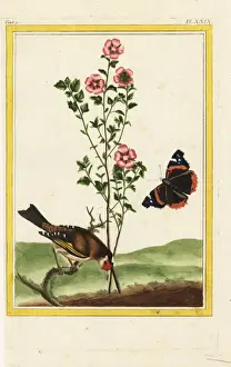 Petite Prints: Mulukhiyah or jute, Corchorus olitorius
