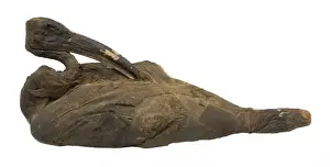 Body Prints: Mummified sacred ibis, partially unwrapped