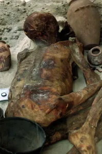 Adult Collection: Mummy Ginger