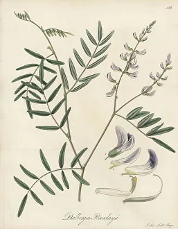 Mauritius Prints: Mundulea barclayi