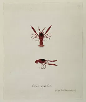 Crustacea Collection: Munida gregaria, lobster krill