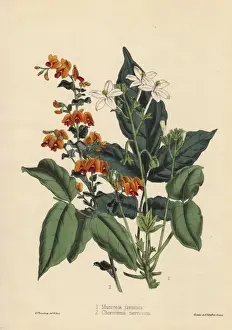 Florists Prints: Munronia javanica and Chorozema nervosum