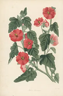 Magazine Of Botany Prints: Munro's globemallow, Sphaeralcea munroana