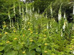 Munstead Wood and Gardens - home of Gertrude Jekyll