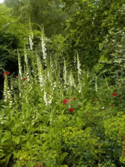 Munstead Wood and Gardens - home of Gertrude Jekyll