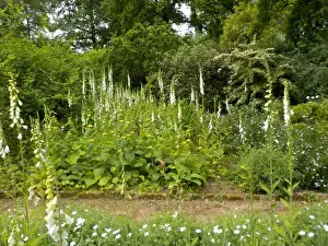 Munstead Wood and Gardens - home of Gertrude Jekyll