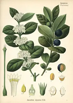 Mupta or mptah, Acokanthera schimperi