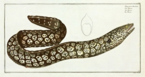 Anguilliform Gallery: Muraena helena