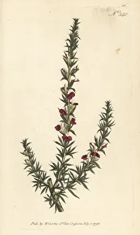 Stephen Couchman Prints: Muraltia heisteria