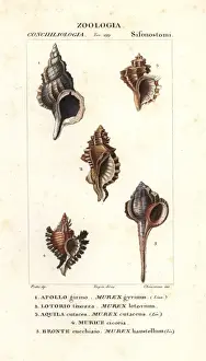 Murex gyrinus, Murex lotorium, Murex cutaceus