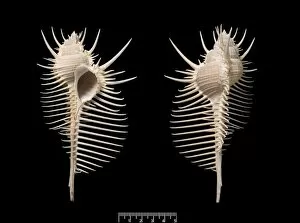 Spine Gallery: Murex pecten, Venus comb