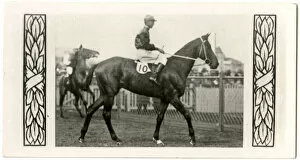 Murillo Collection: Murillo, Australian race horse