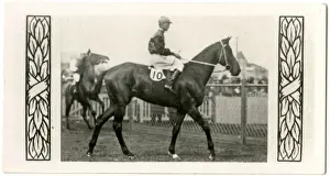 Racehorse Prints: Murillo, Australian race horse