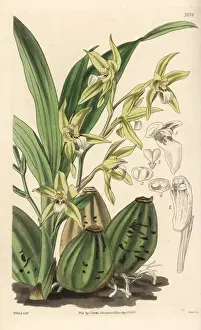 Fitch Prints: Murrays neogardneria, Neogardneria murrayana